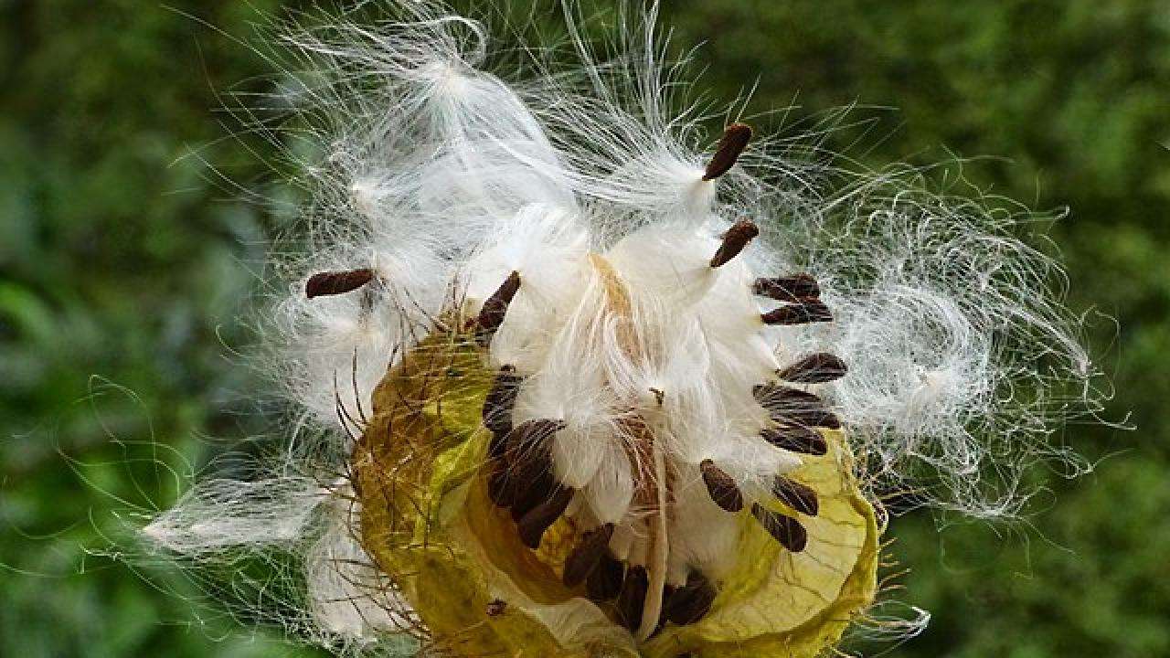 Backyard and Beyond: Seed Investigation at Discovery Museum - Visit Concord